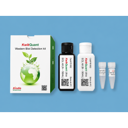 Western Blot Detection kit
