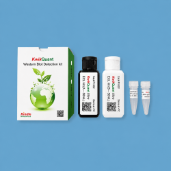Western Blot Detection kit